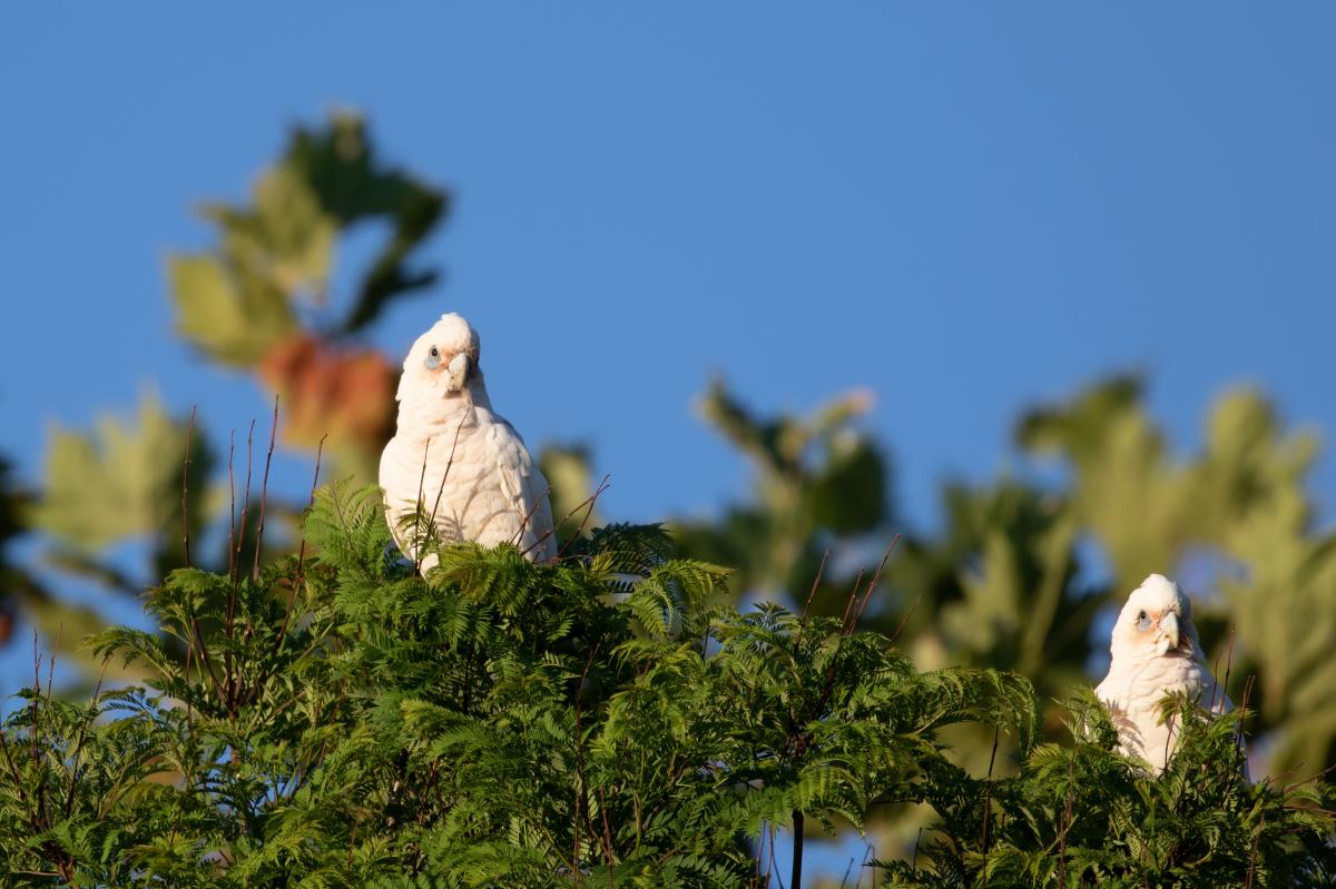 Little corella (Cacatua sanguinea)