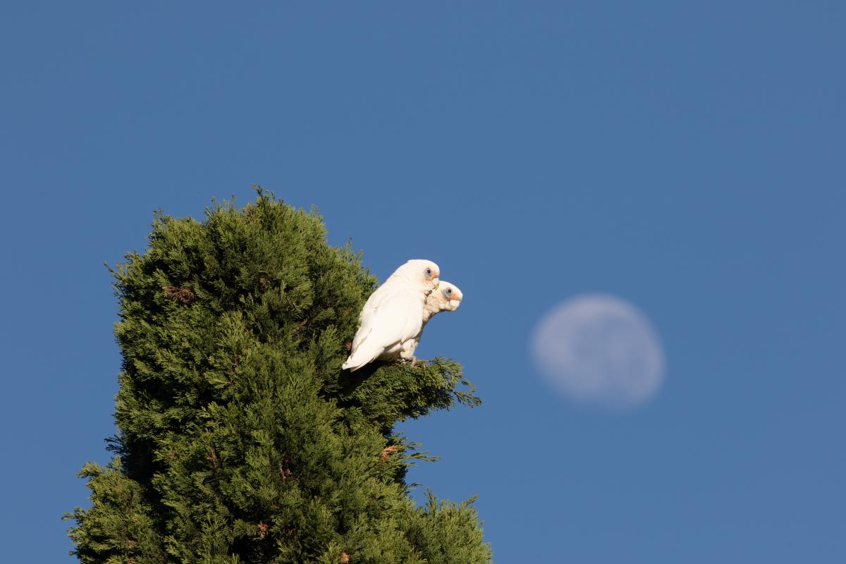 Little corella (Cacatua sanguinea)