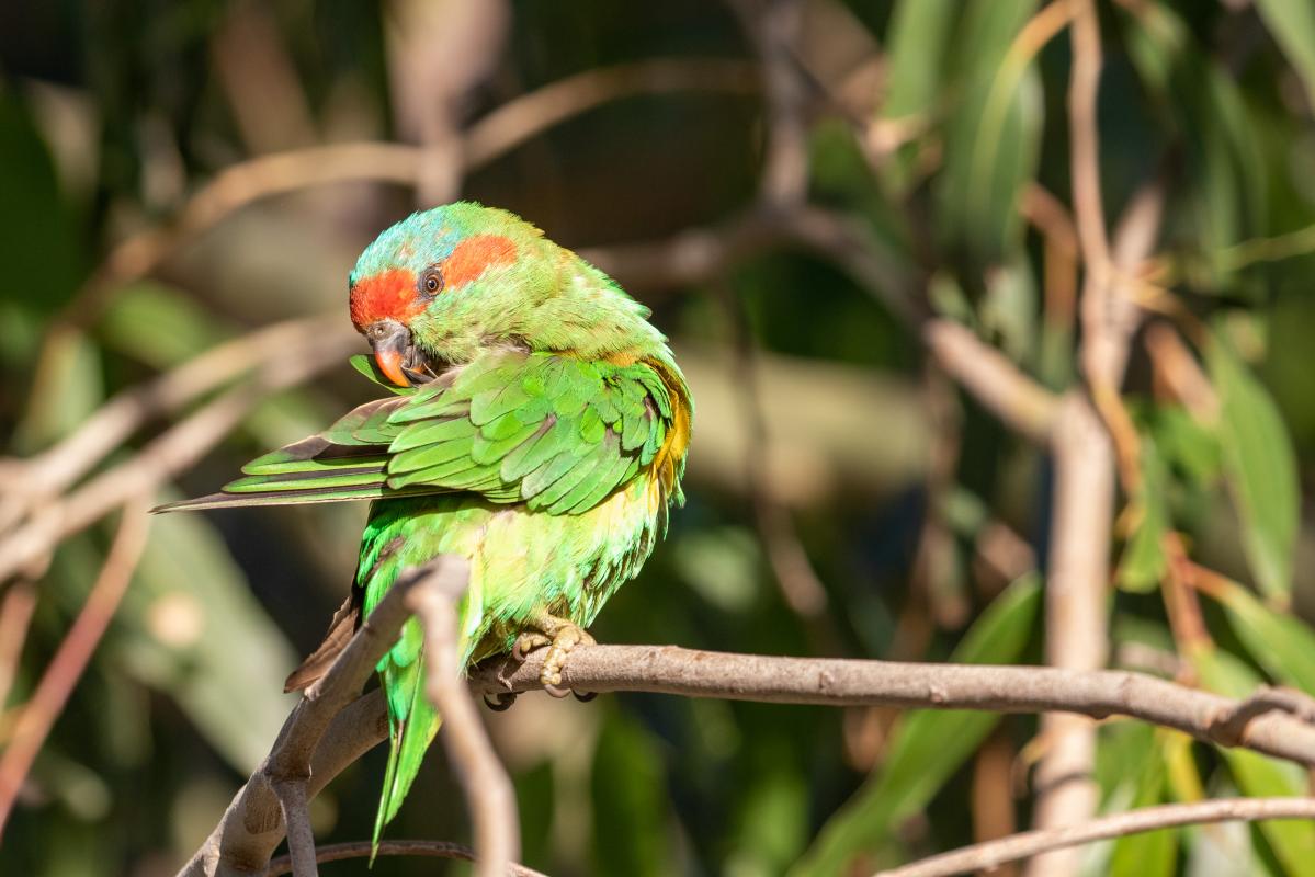 Musk Lorikeet (Glossopsitta concinna)