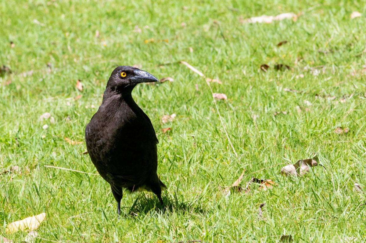 Pied Currawong (Strepera graculina)