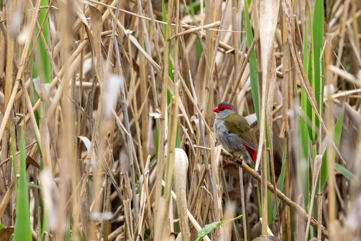 Red-browed Finch (Neochmia temporalis)