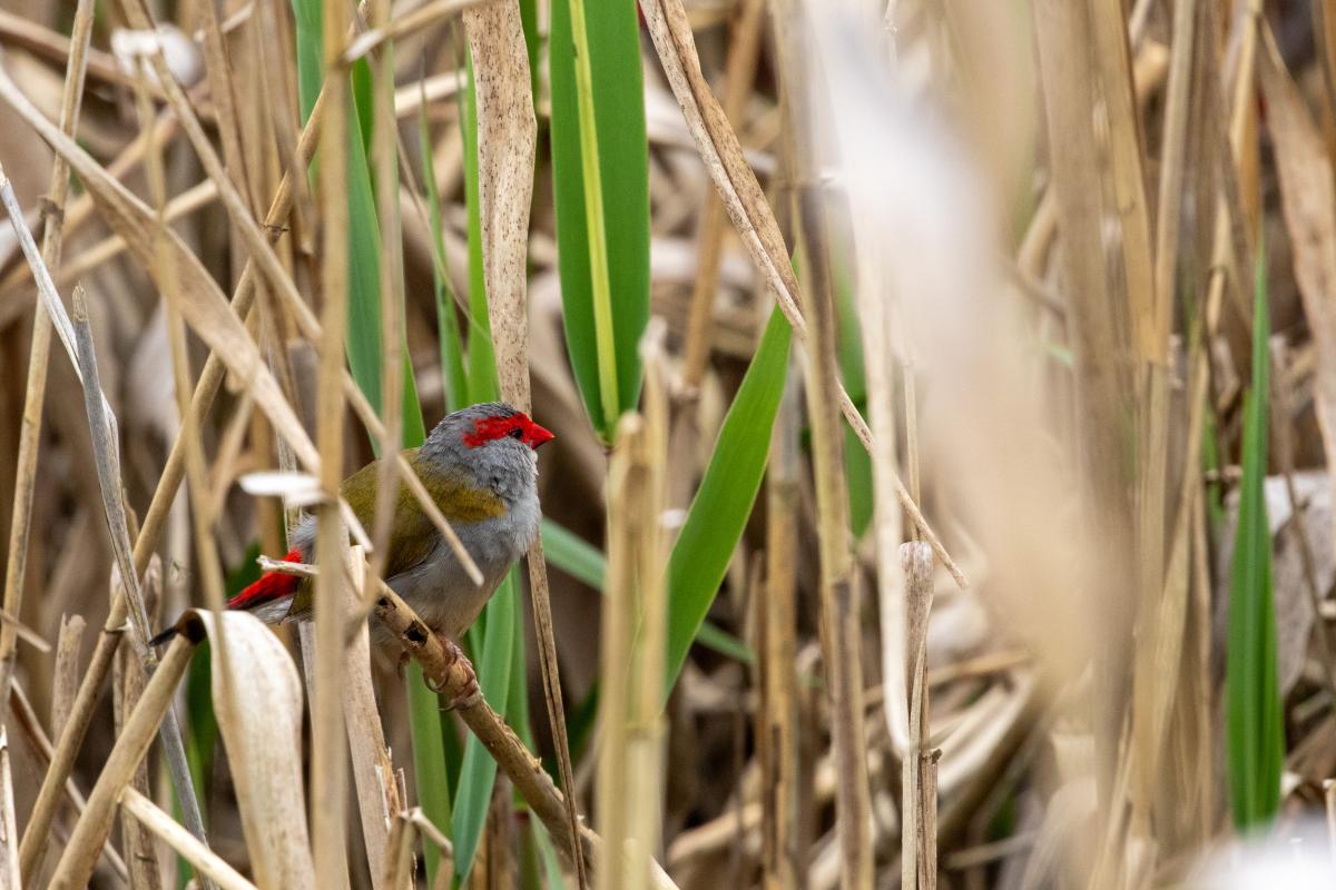 Red-browed Finch (Neochmia temporalis)