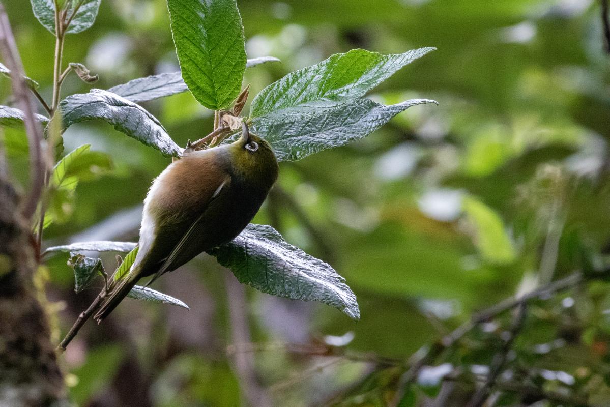 Silvereye (Zosterops lateralis)