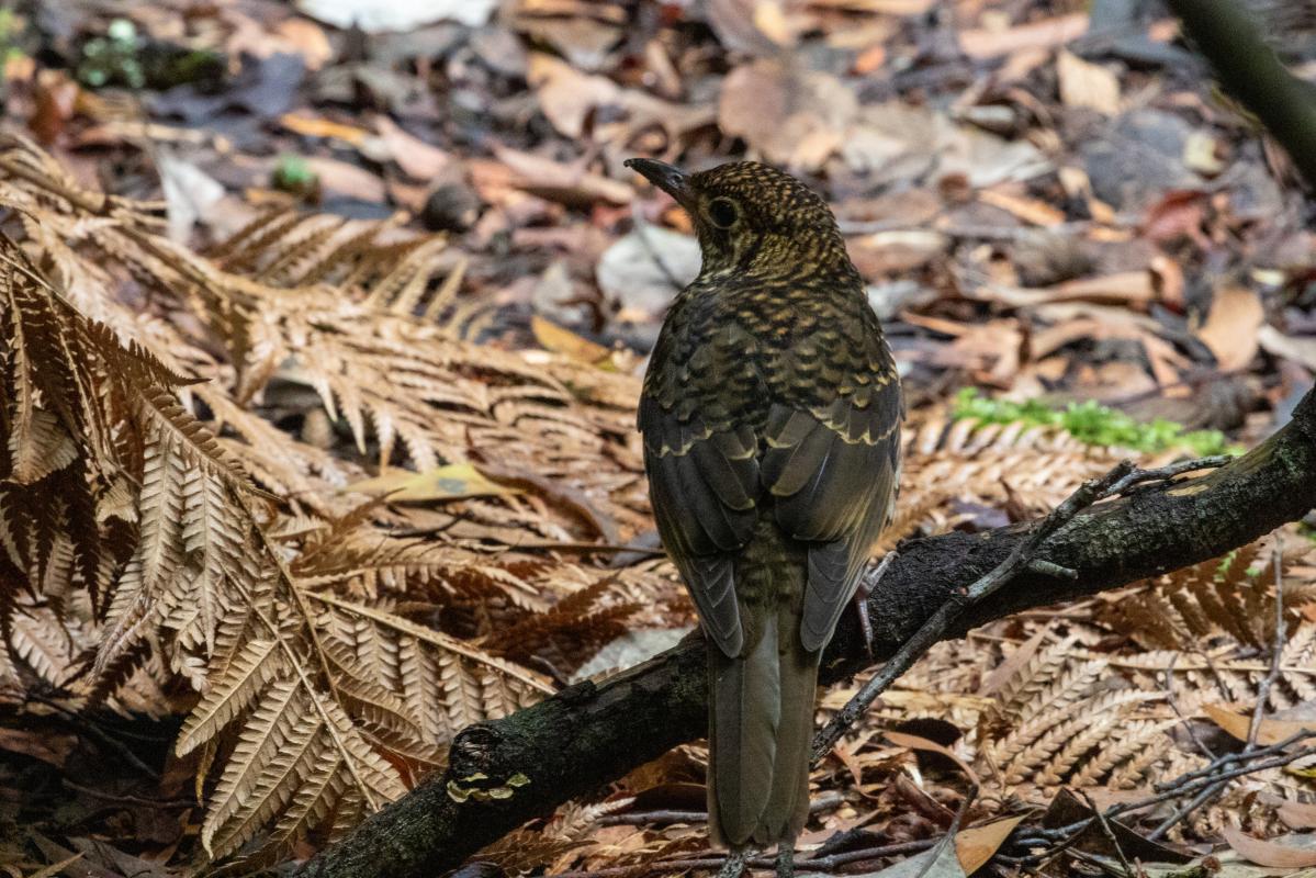 White's thrush (Zoothera aurea)