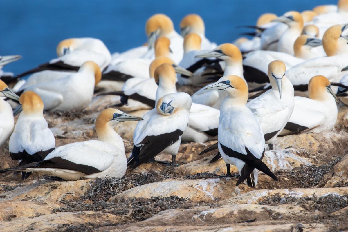 Australasian Gannet (Morus serrator)