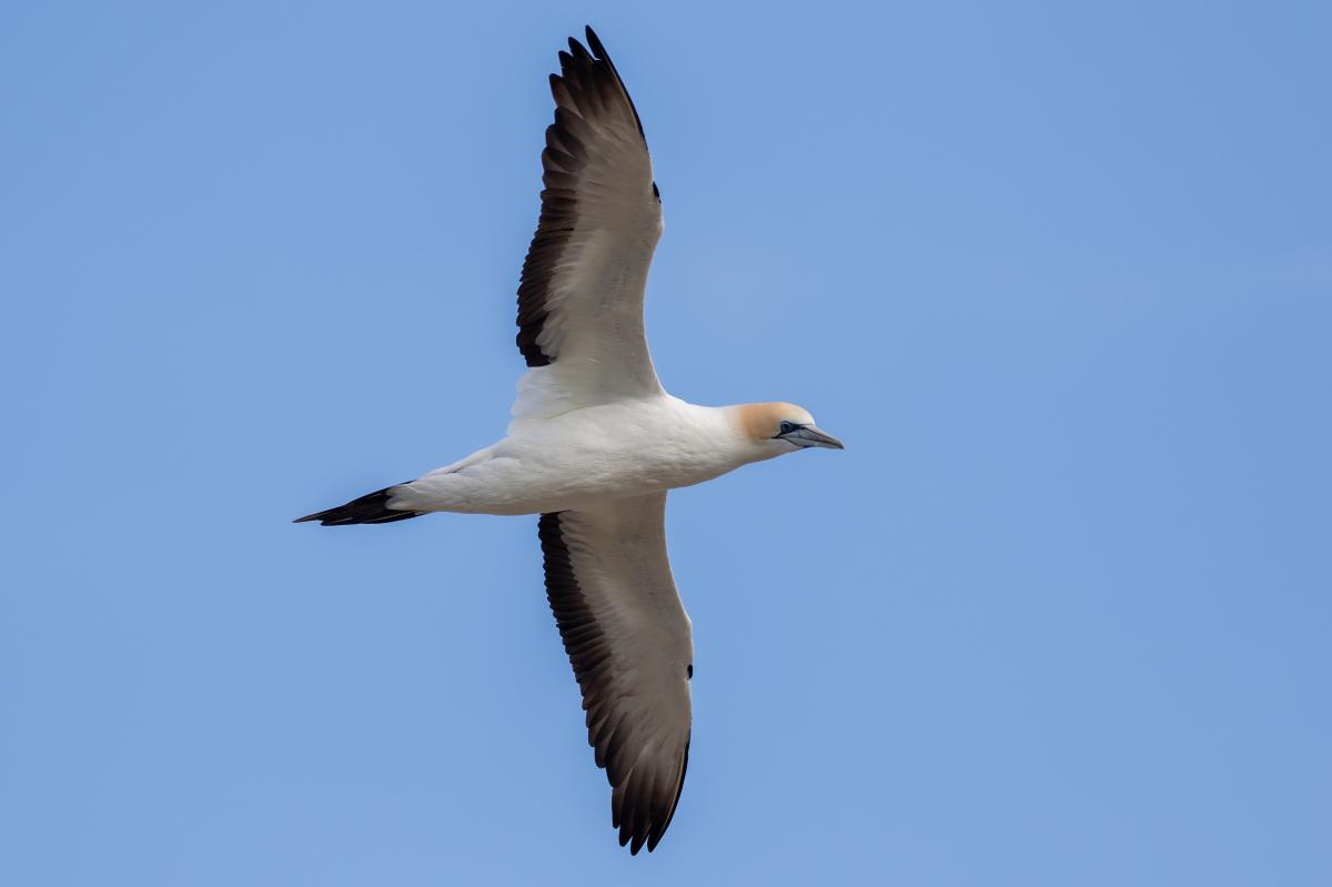 Australasian Gannet (Morus serrator)