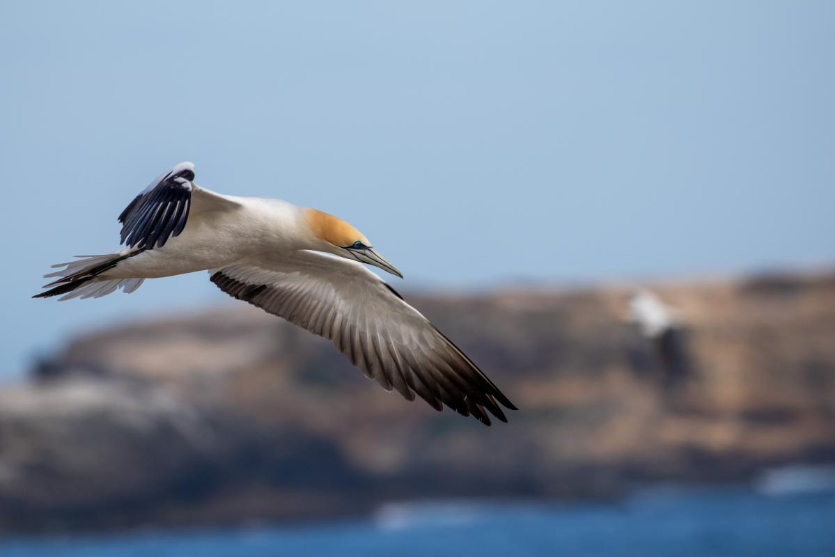 Australasian Gannet (Morus serrator)