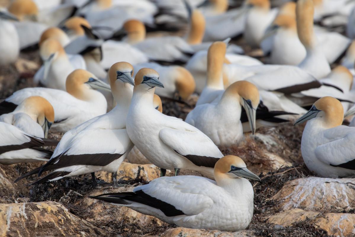 Australasian Gannet (Morus serrator)