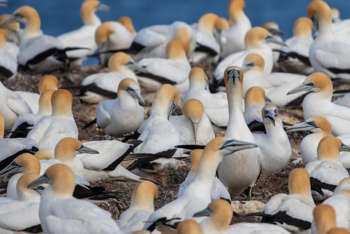 Australasian Gannet (Morus serrator)