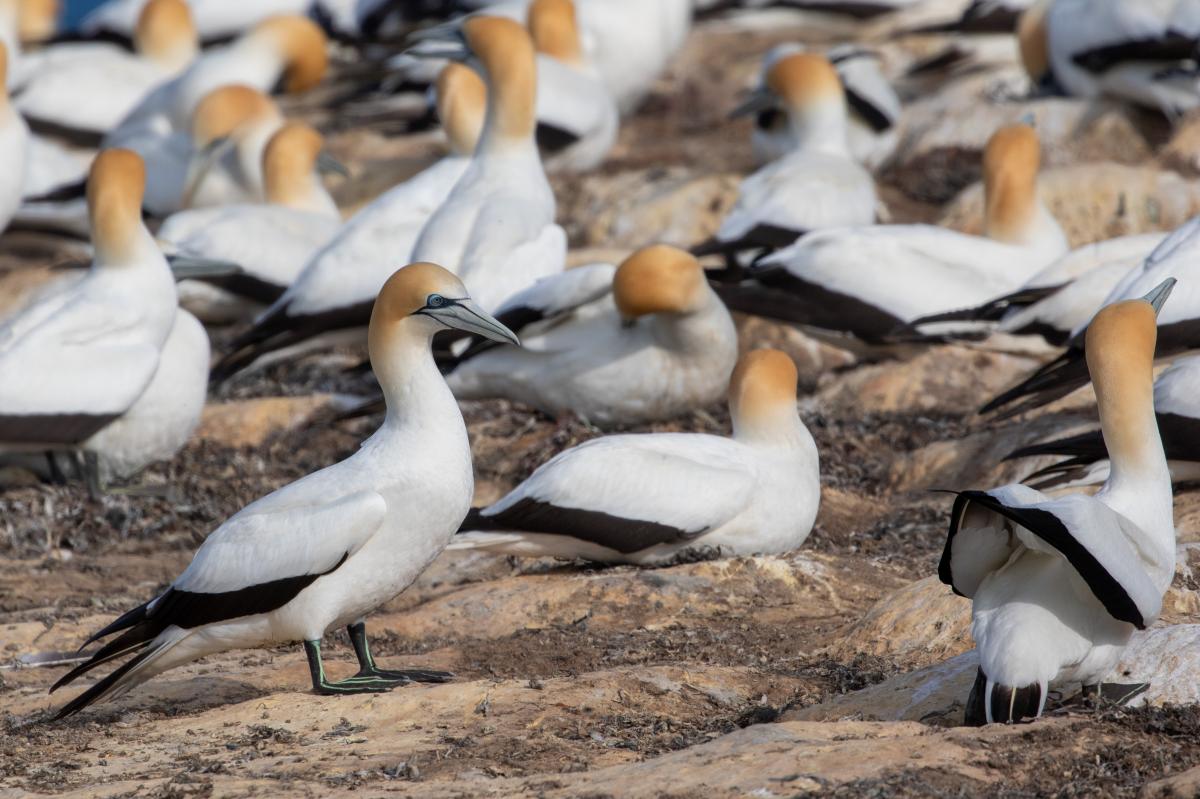 Australasian Gannet (Morus serrator)