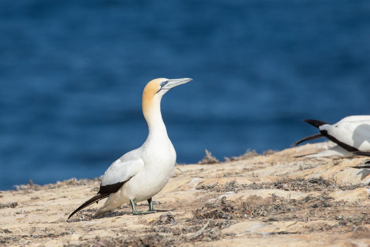 Australasian Gannet (Morus serrator)