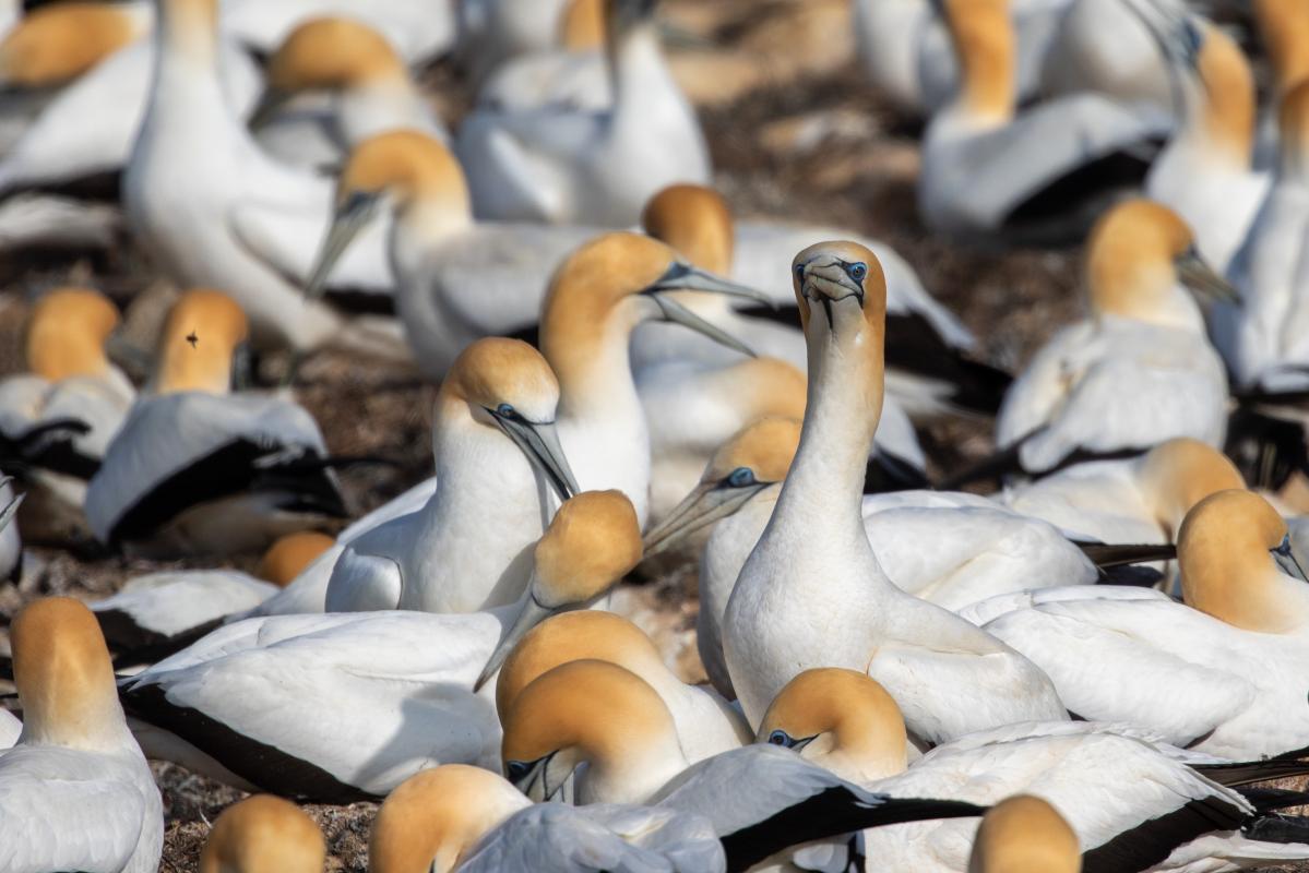 Australasian Gannet (Morus serrator)