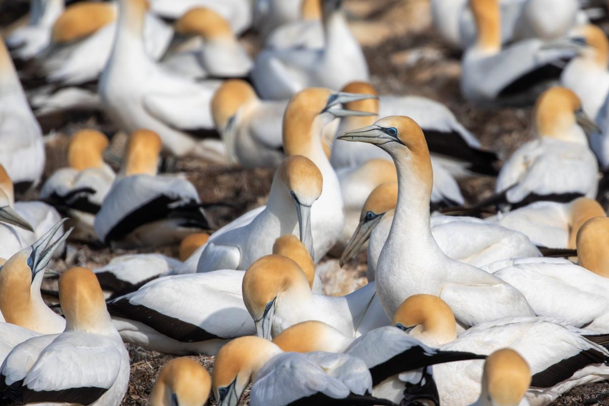 Australasian Gannet (Morus serrator)