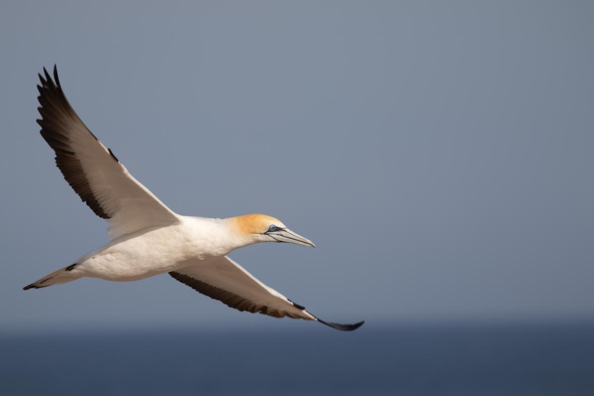 Australasian Gannet (Morus serrator)