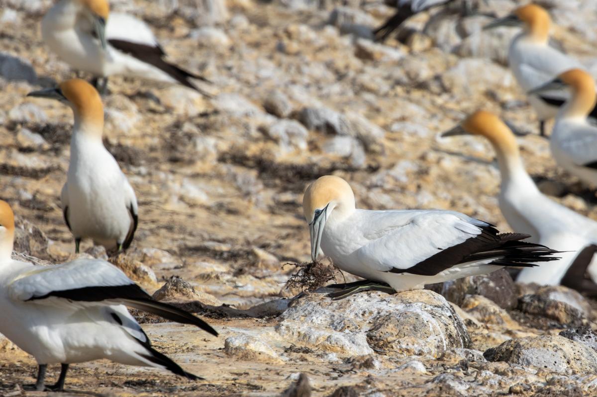 Australasian Gannet (Morus serrator)