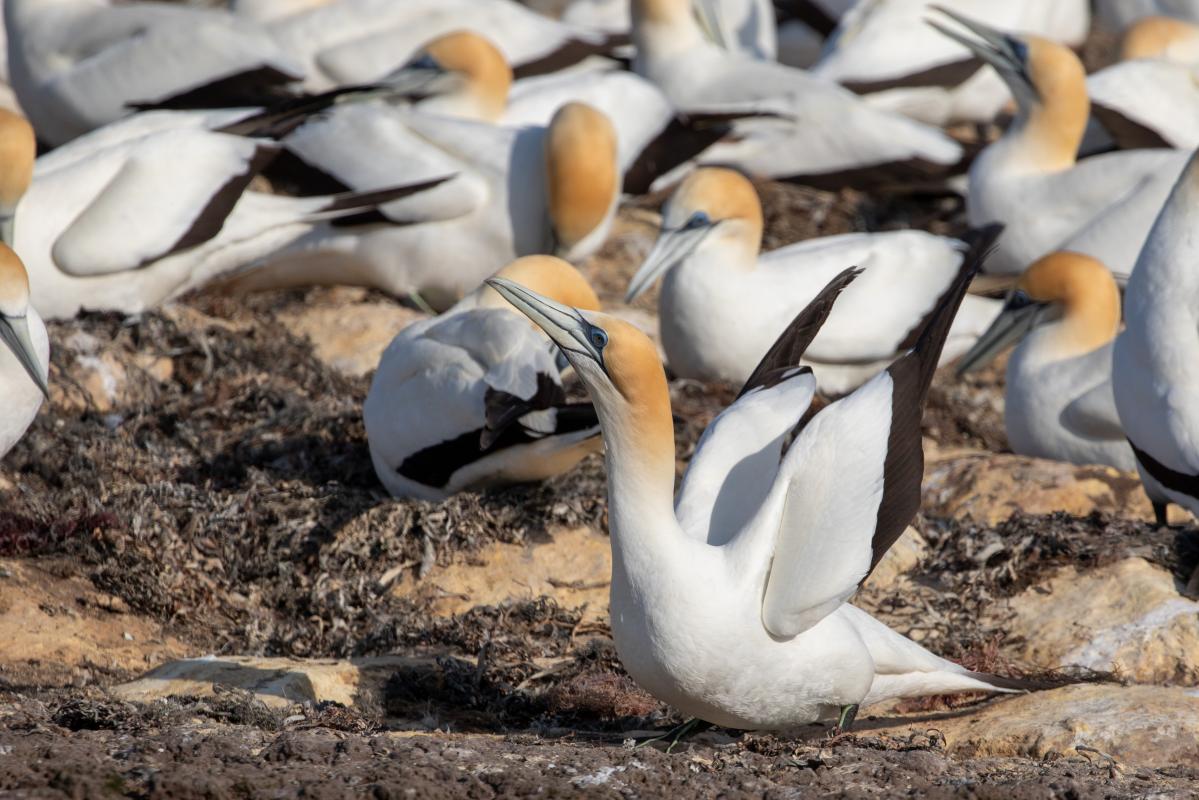 Australasian Gannet (Morus serrator)