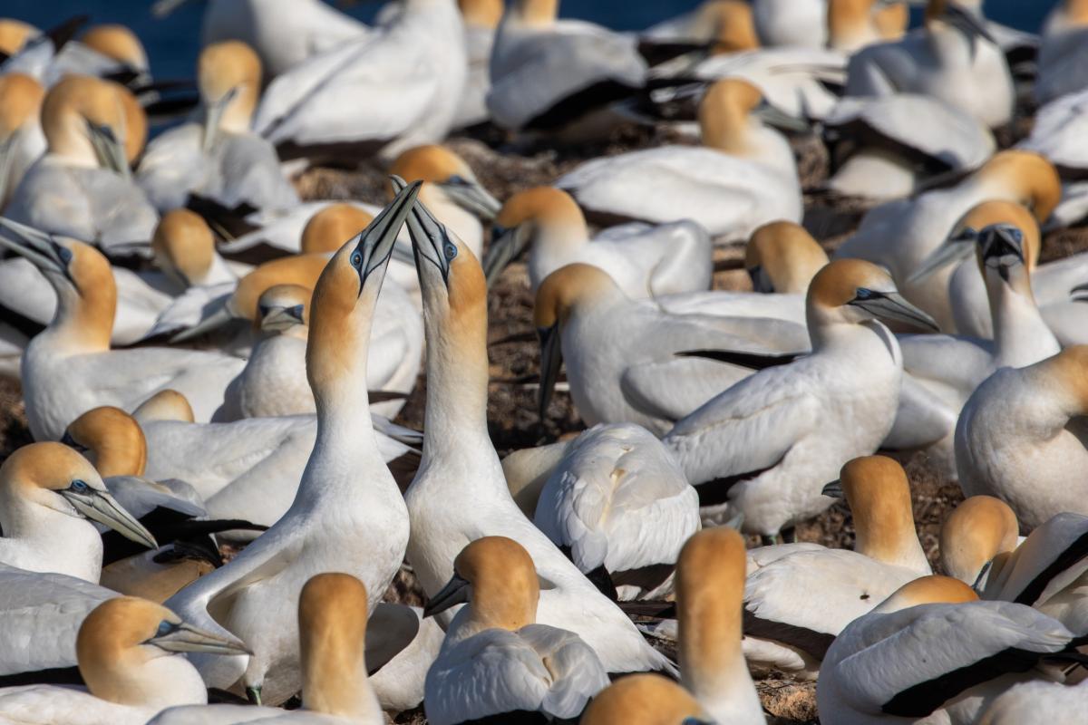 Australasian Gannet (Morus serrator)