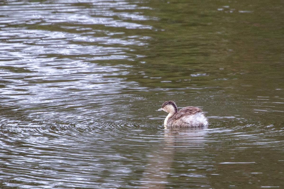 Australasian Grebe (Tachybaptus novaehollandiae)