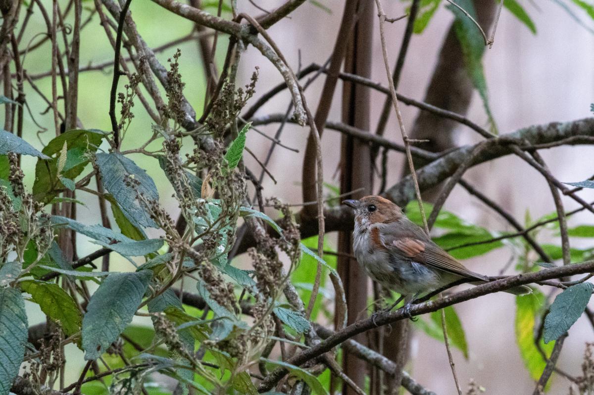 Australian Golden Whistler (Pachycephala pectoralis)