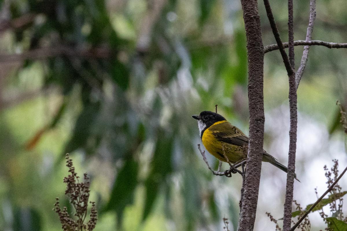 Australian Golden Whistler (Pachycephala pectoralis)