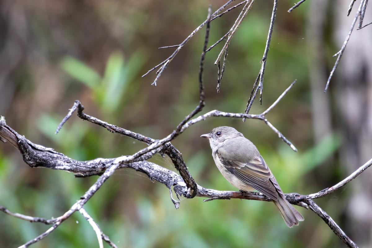 Australian Golden Whistler (Pachycephala pectoralis)