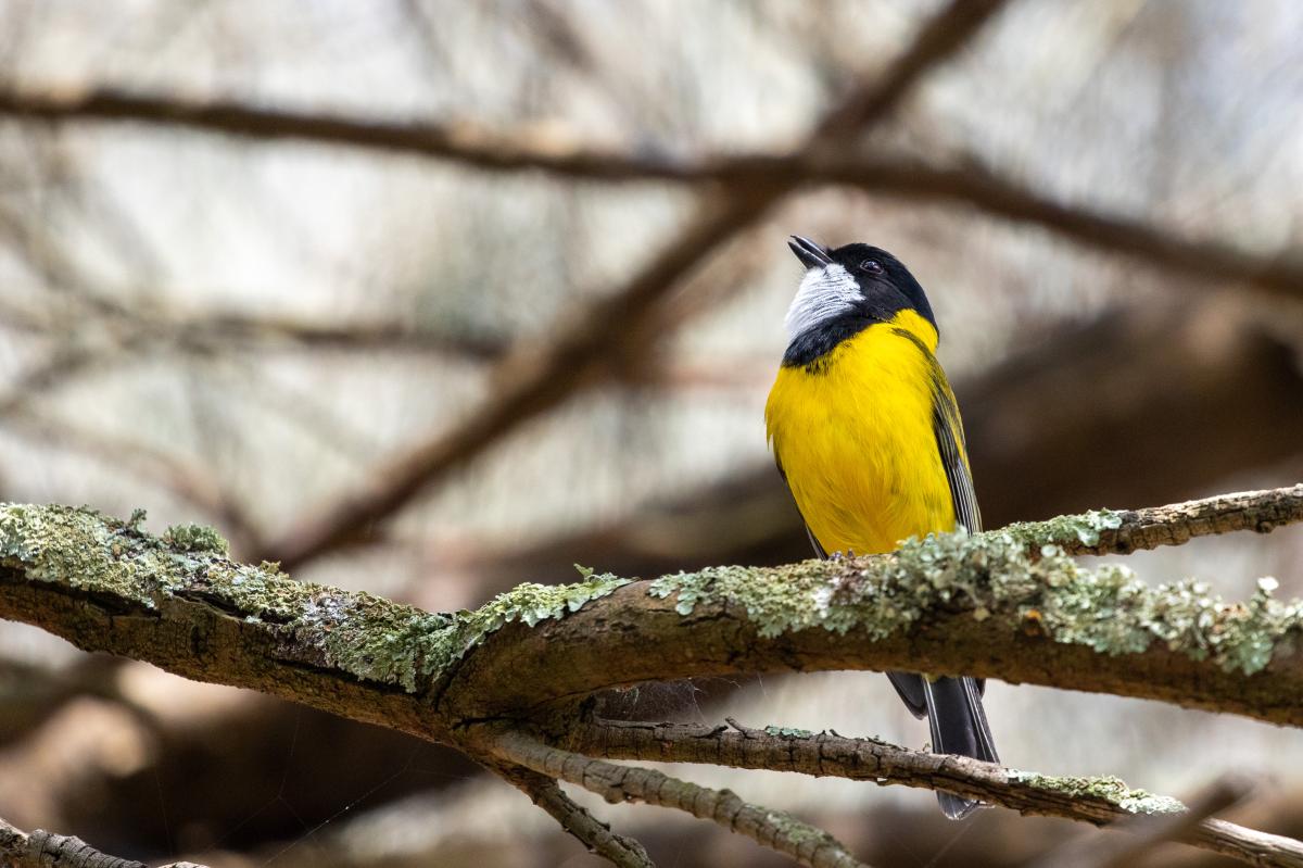 Australian Golden Whistler (Pachycephala pectoralis)