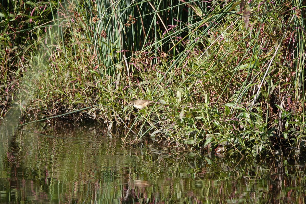 Australian reed warbler (Acrocephalus australis)