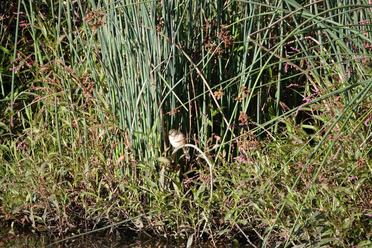 Australian reed warbler (Acrocephalus australis)