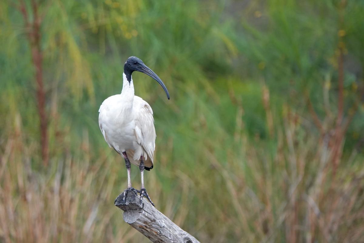 Australian White Ibis (Threskiornis molucca)