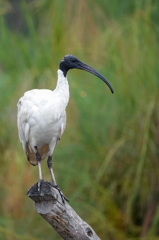 Australian White Ibis (Threskiornis molucca)