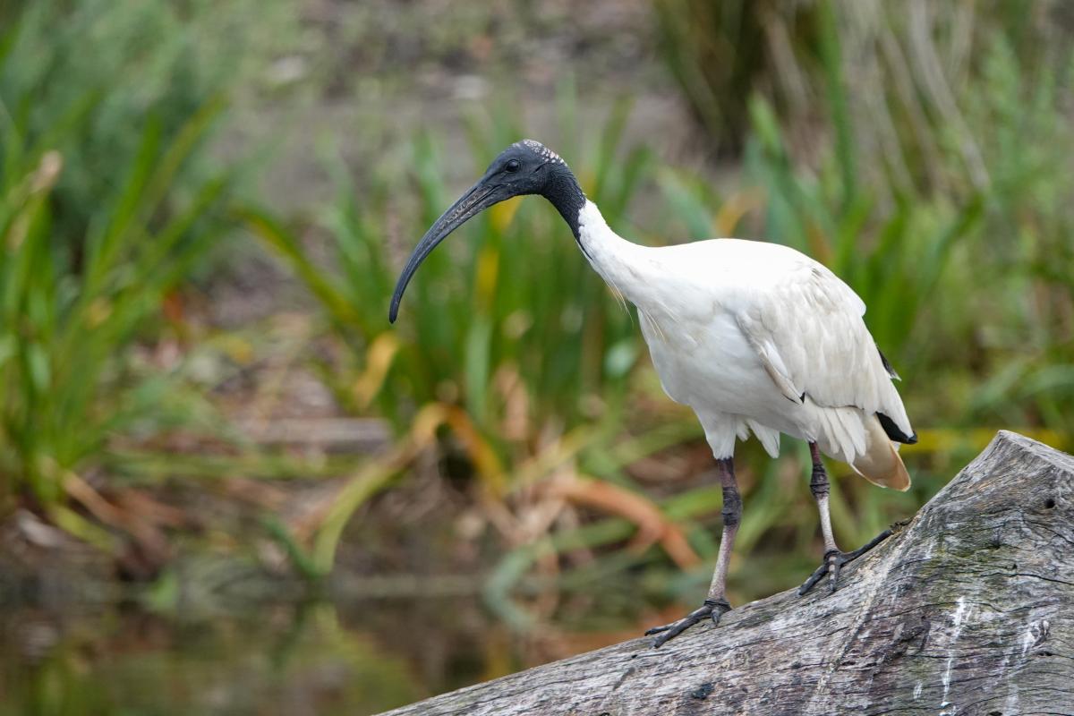 Australian White Ibis (Threskiornis molucca)