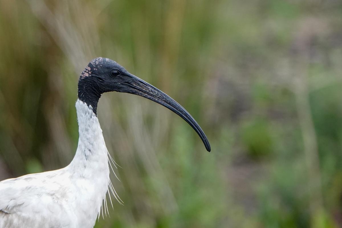 Australian White Ibis (Threskiornis molucca)