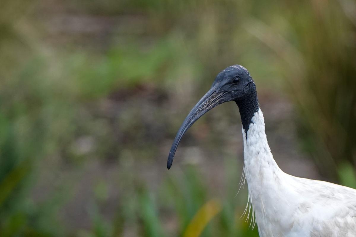 Australian White Ibis (Threskiornis molucca)