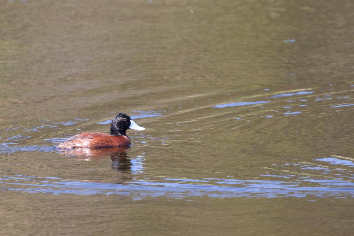 Blue-billed duck (Oxyura australis)