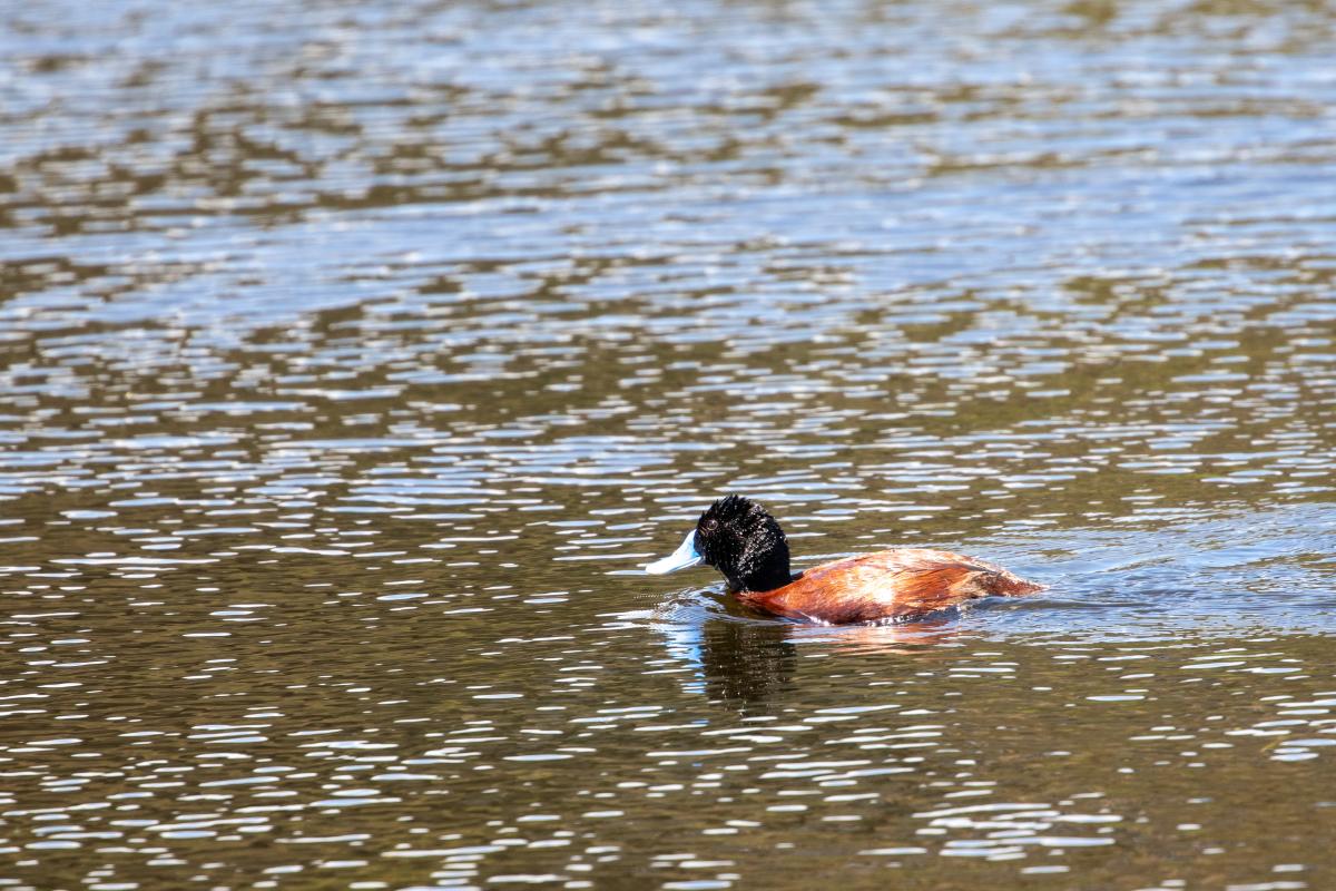 Blue-billed duck (Oxyura australis)