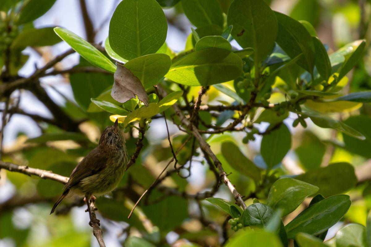 Brown Thornbill (Acanthiza pusilla)