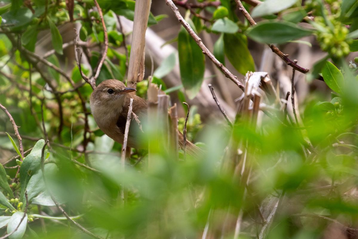 Clamorous Reed Warbler (Acrocephalus stentoreus)