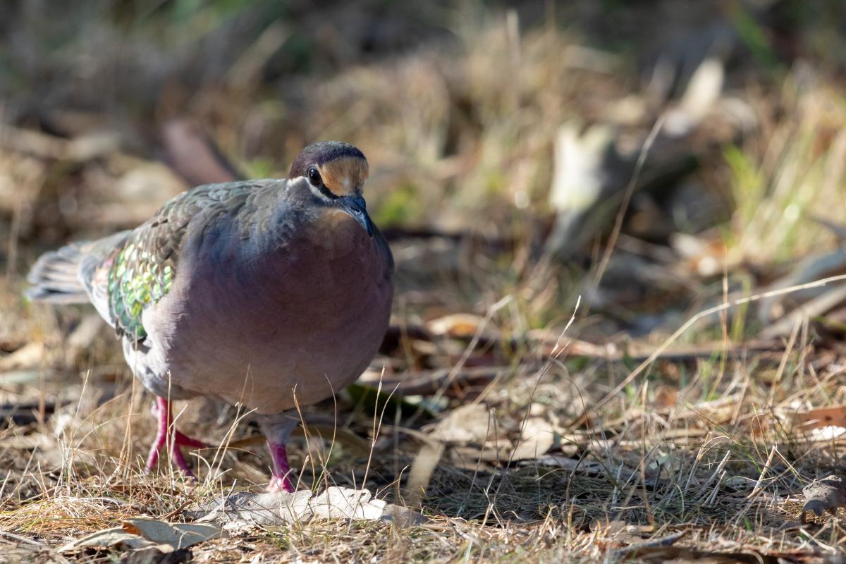 Common Bronzewing (Phaps chalcoptera)