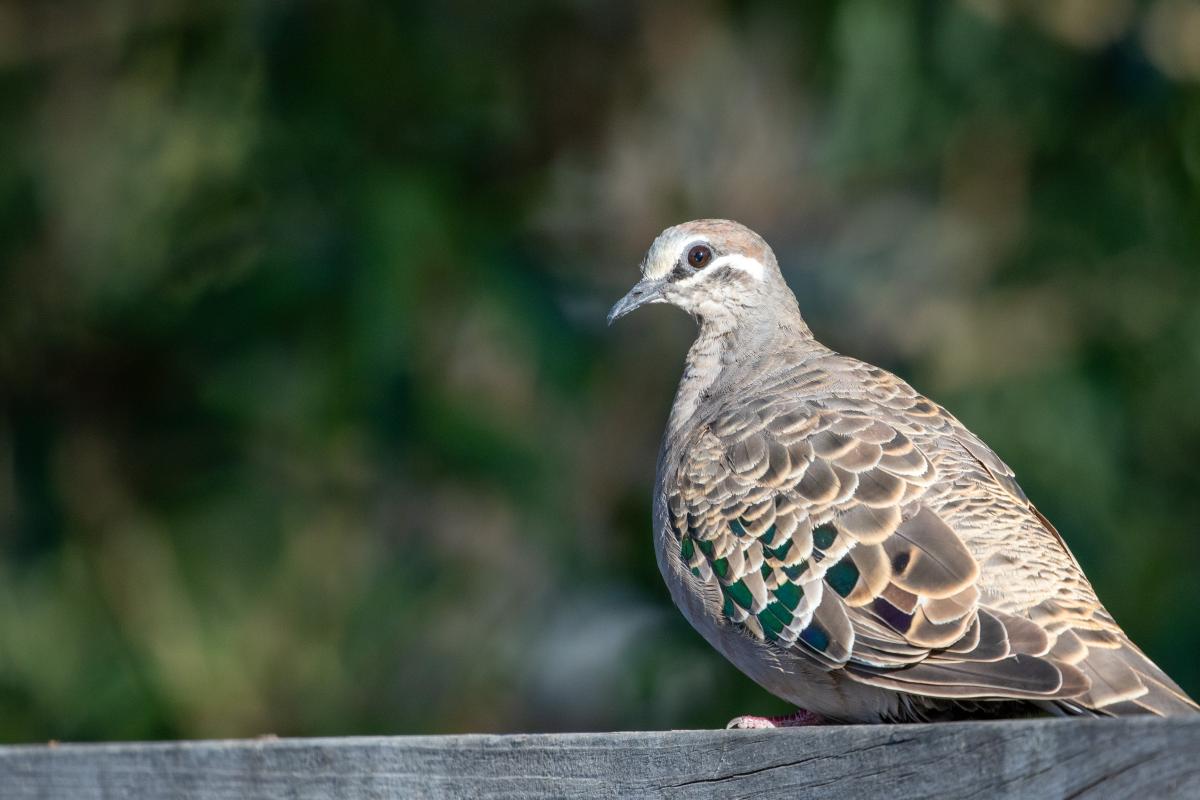 Common Bronzewing (Phaps chalcoptera)