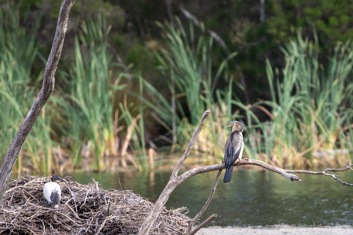 Darter (Anhinga novaehollandiae)