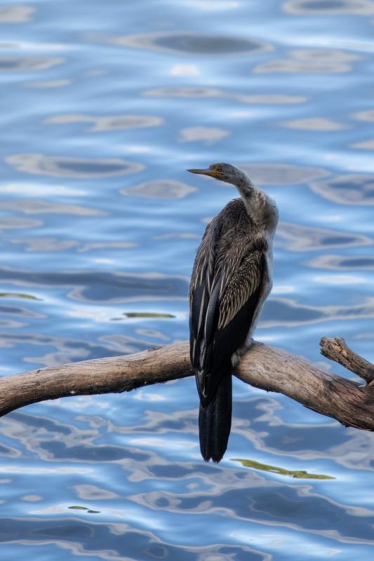 Darter (Anhinga novaehollandiae)