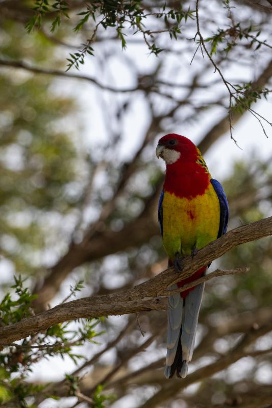 Eastern Rosella (Platycercus eximius)