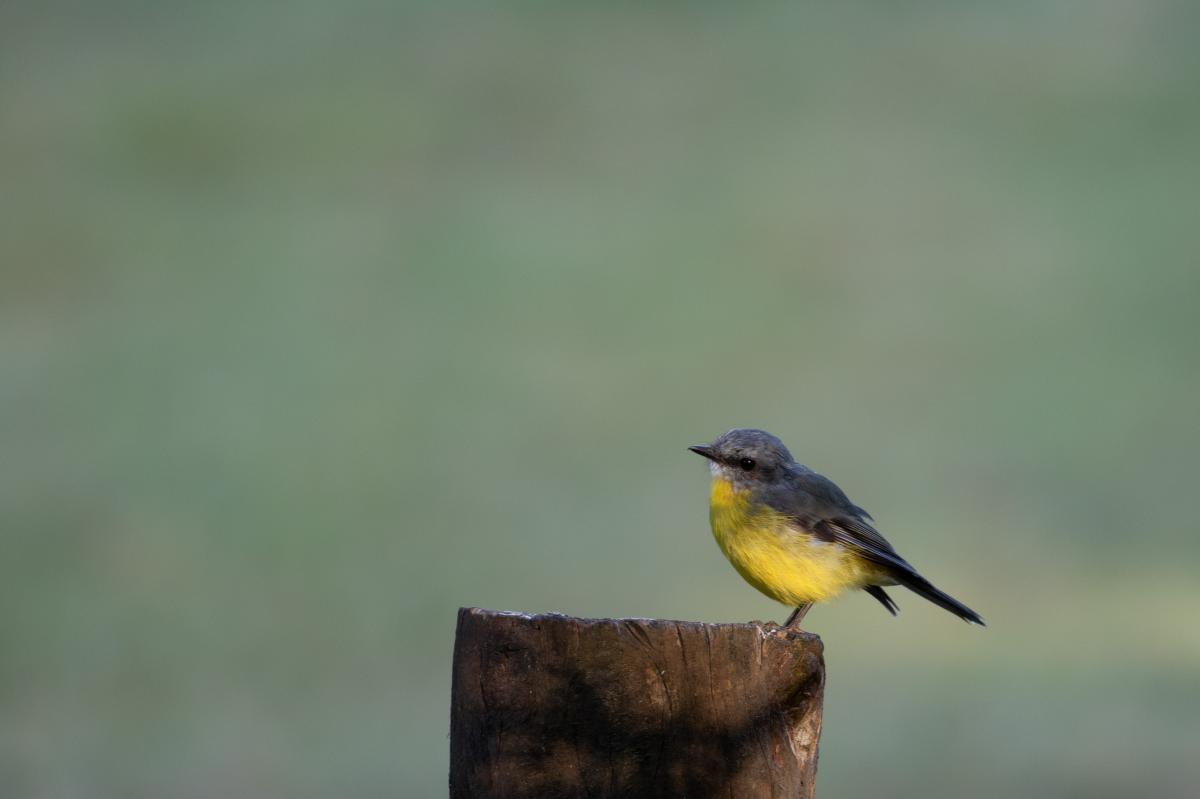 Eastern Yellow Robin (Eopsaltria australis)