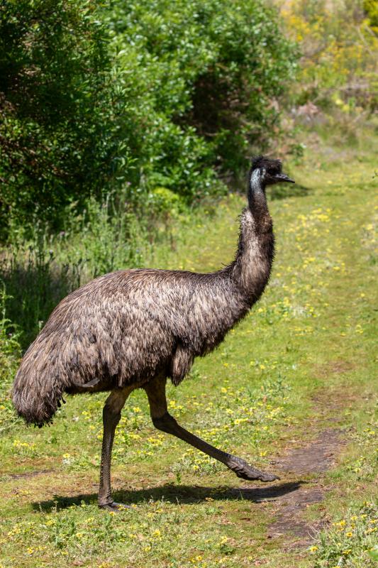 Emu (Dromaius novaehollandiae)