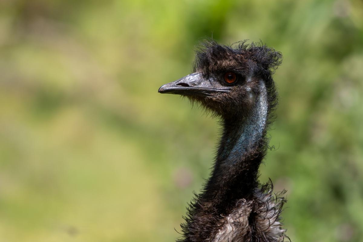 Emu (Dromaius novaehollandiae)