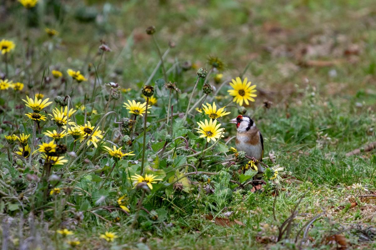 European Goldfinch (Carduelis carduelis)