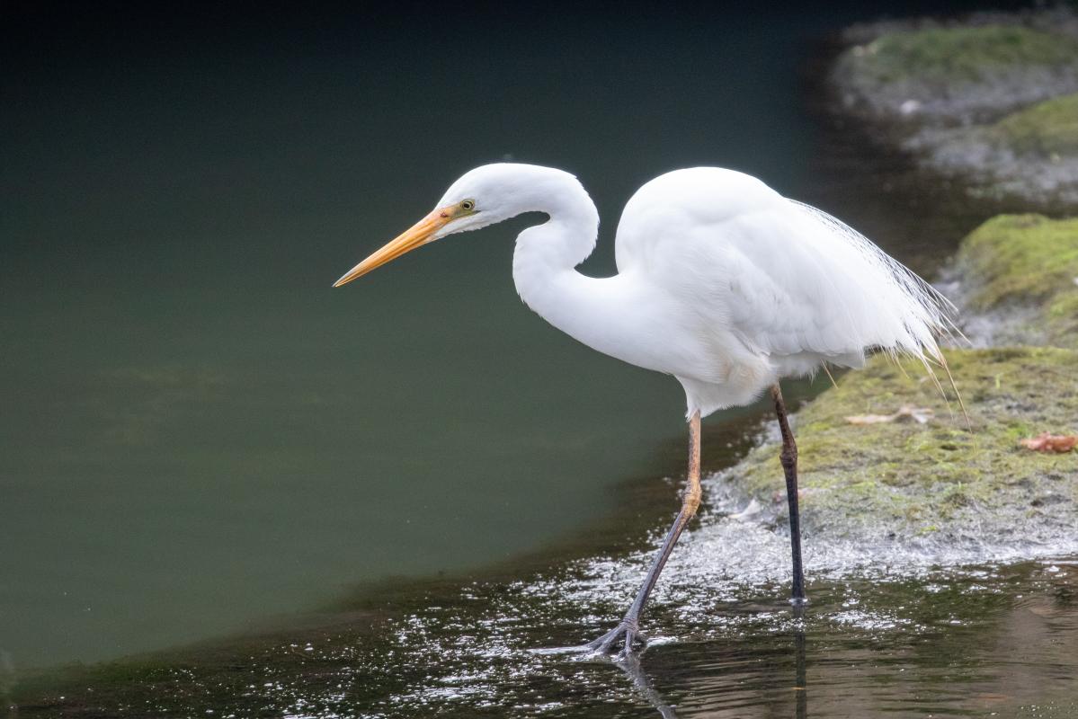 Great Egret (Ardea alba)