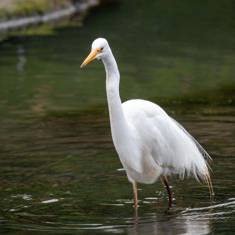 Great Egret (Ardea alba)