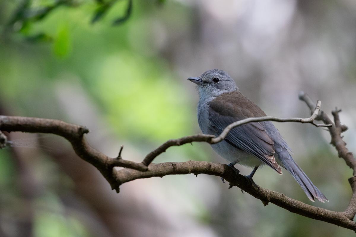 Grey Shrikethrush (Colluricincla harmonica)