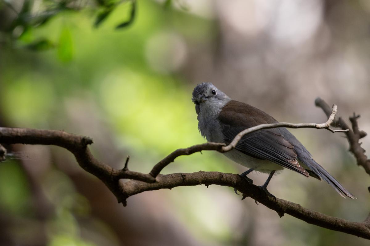 Grey Shrikethrush (Colluricincla harmonica)